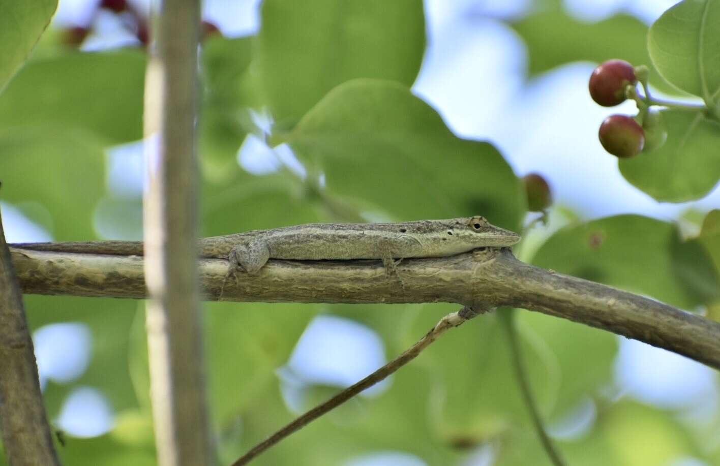 Image of Cuban Twig Anole