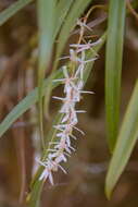 Image of Otochilus fuscus Lindl.