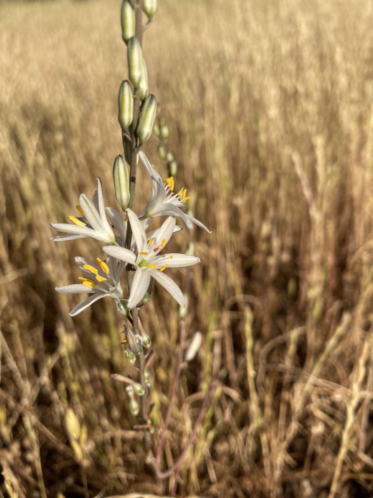 Image of narrowleaf soap plant