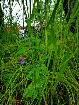 Lathyrus palustris subsp. pilosus (Cham.) Hulten的圖片