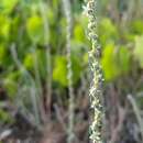 Image of Bassia laniflora (S. G. Gmel.) A. J. Scott