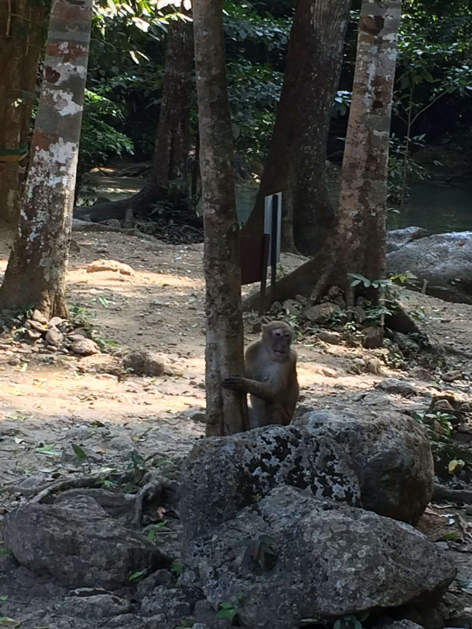 Image of Assam Macaque