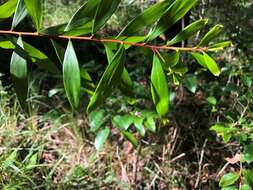 Image of Persoonia iogyna P. H. Weston & L. A. S. Johnson