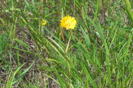 Image of largeflower tickseed