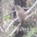 Image of Southeastern Yellow-faced Honeyeater