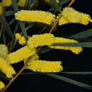 Acacia doratoxylon A. Cunn. resmi