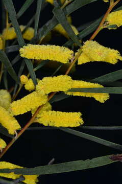 صورة Acacia doratoxylon A. Cunn.