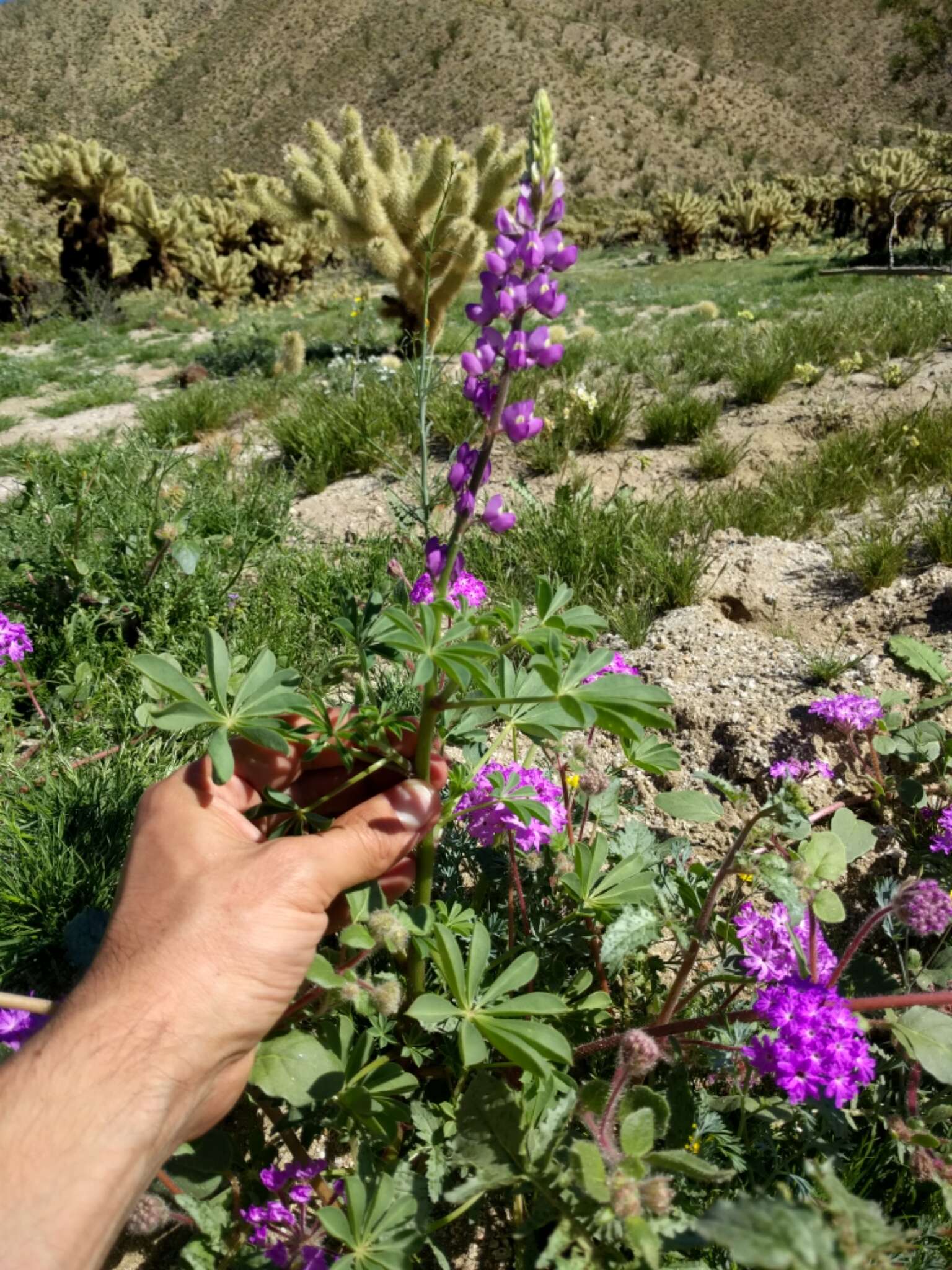 Imagem de Lupinus arizonicus (S. Watson) S. Watson