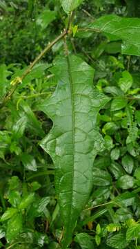 Image of Solanum volubile Sw.