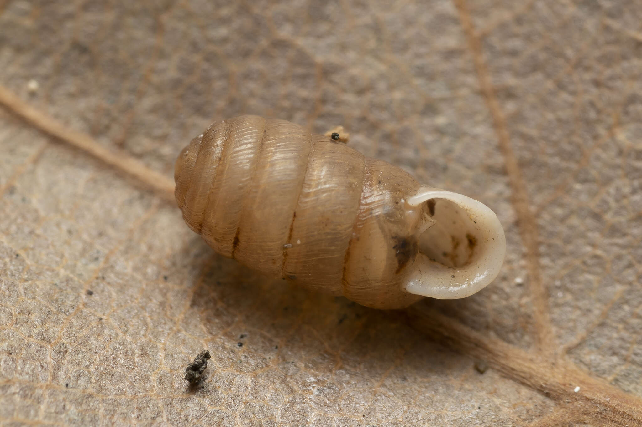 Imagem de Orculella ignorata Hausdorf 1996