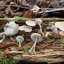 Image of Mycena borealis A. L. Sm. 1935