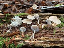 Image of Mycena borealis A. L. Sm. 1935