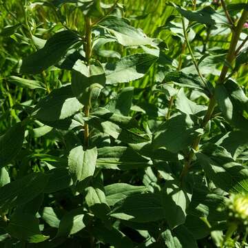 صورة Pentanema spiraeifolium (L.) D. Gut. Larr., Santos-Vicente, Anderb., E. Rico & M. M. Mart. Ort.