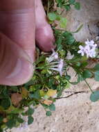 Image of Valeriana longiflora Willk.