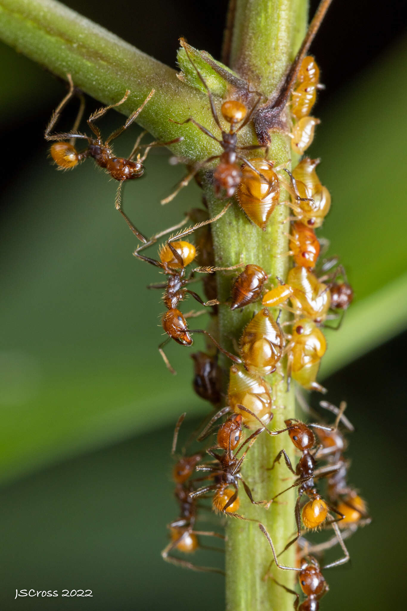 Image of <i>Pheidole xanthogaster</i>