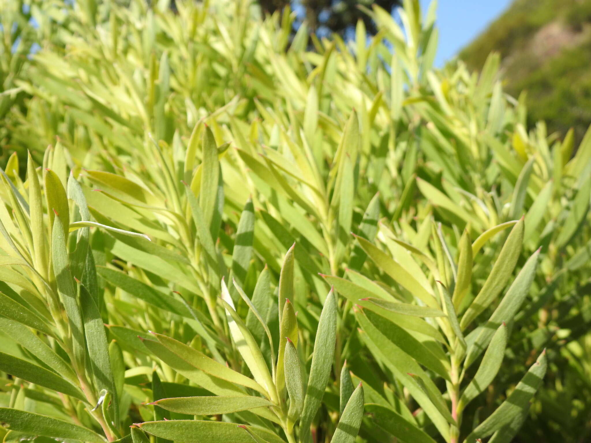 صورة Leucadendron coniferum (Thunb.) Meissn.