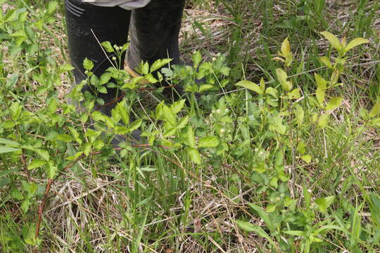 صورة Rubus setosus Bigelow