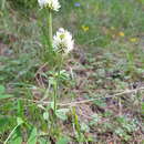 صورة Trifolium montanum subsp. montanum