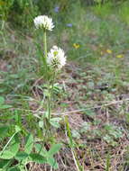 صورة Trifolium montanum subsp. montanum