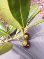 Image of Vitex uniflora Baker