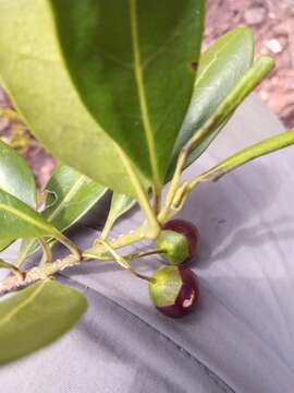 Vitex uniflora Baker resmi