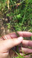 Imagem de Heteropogon melanocarpus (Elliott) Benth.