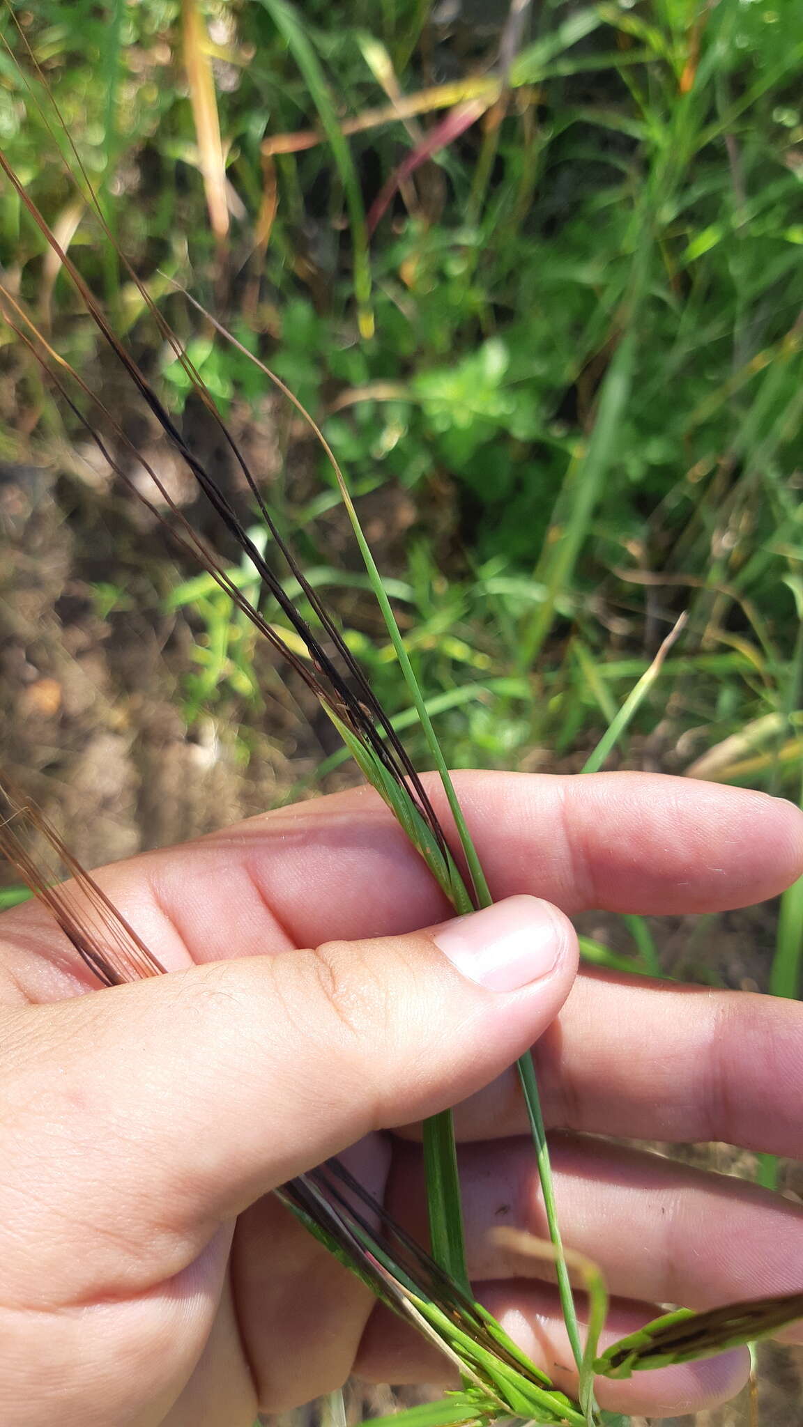 Imagem de Heteropogon melanocarpus (Elliott) Benth.