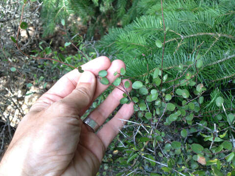 Image of maidenhair vine