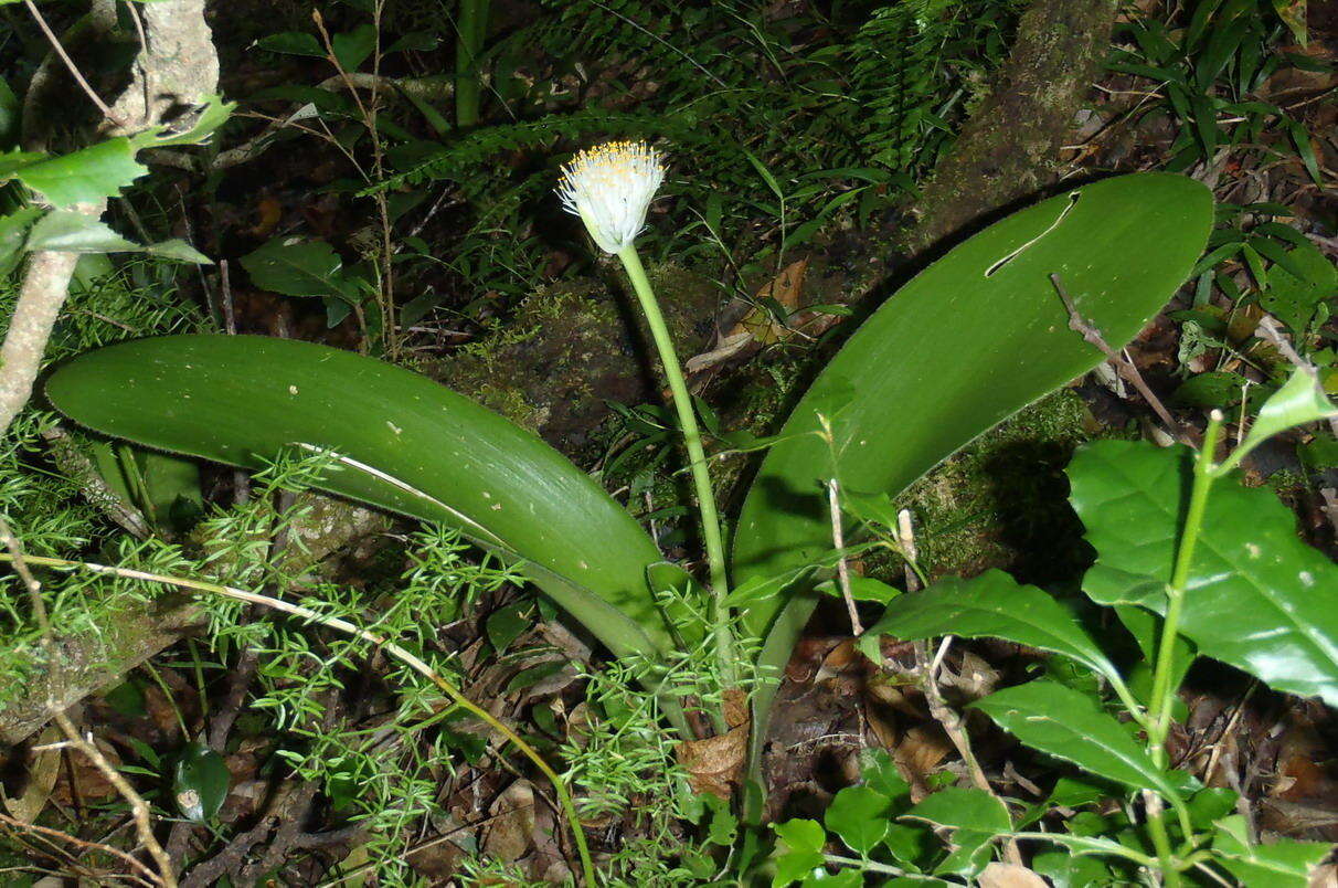 Image of Haemanthus albiflos Jacq.