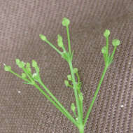 Image of Red River scaleseed