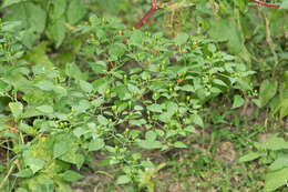 Image of cayenne pepper