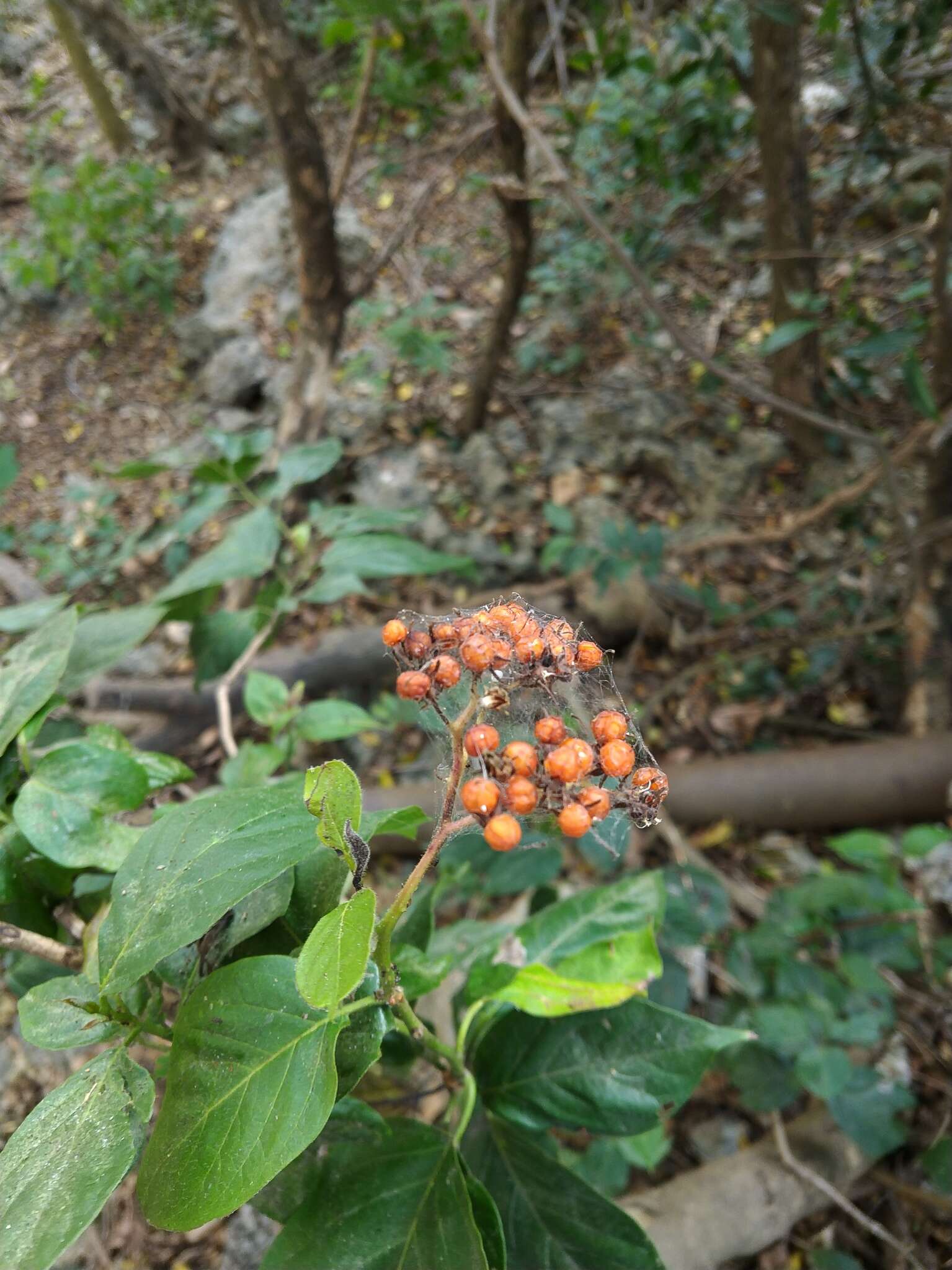 Image of Ehretia resinosa Hance