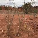 Image of Eriogonum exaltatum M. E. Jones