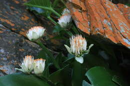 Image of Haemanthus albiflos Jacq.