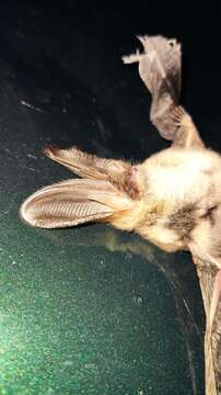 Image of Ognev’s Long-eared Bat