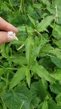 Image of Pink Knotweed