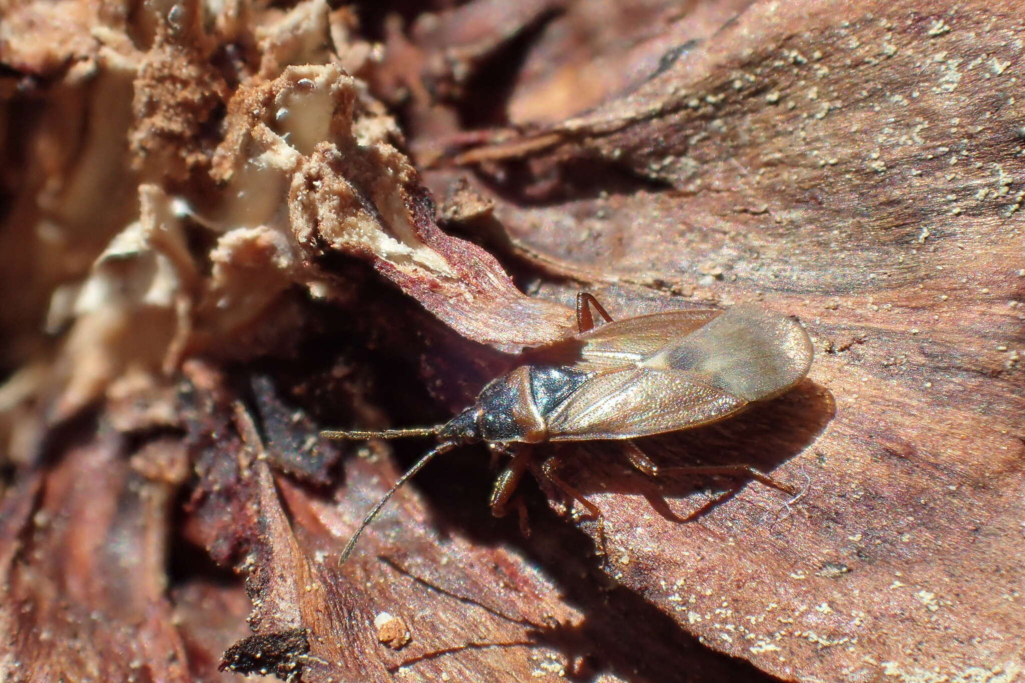 صورة Gastrodes (Gastrodes) abietum Bergroth & E. 1914