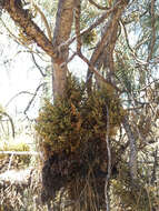 Image of western dwarf mistletoe