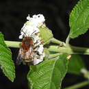 Plancia ëd Anthophora paranensis Holmberg 1903