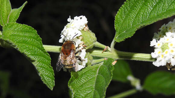 Image of Anthophora paranensis Holmberg 1903