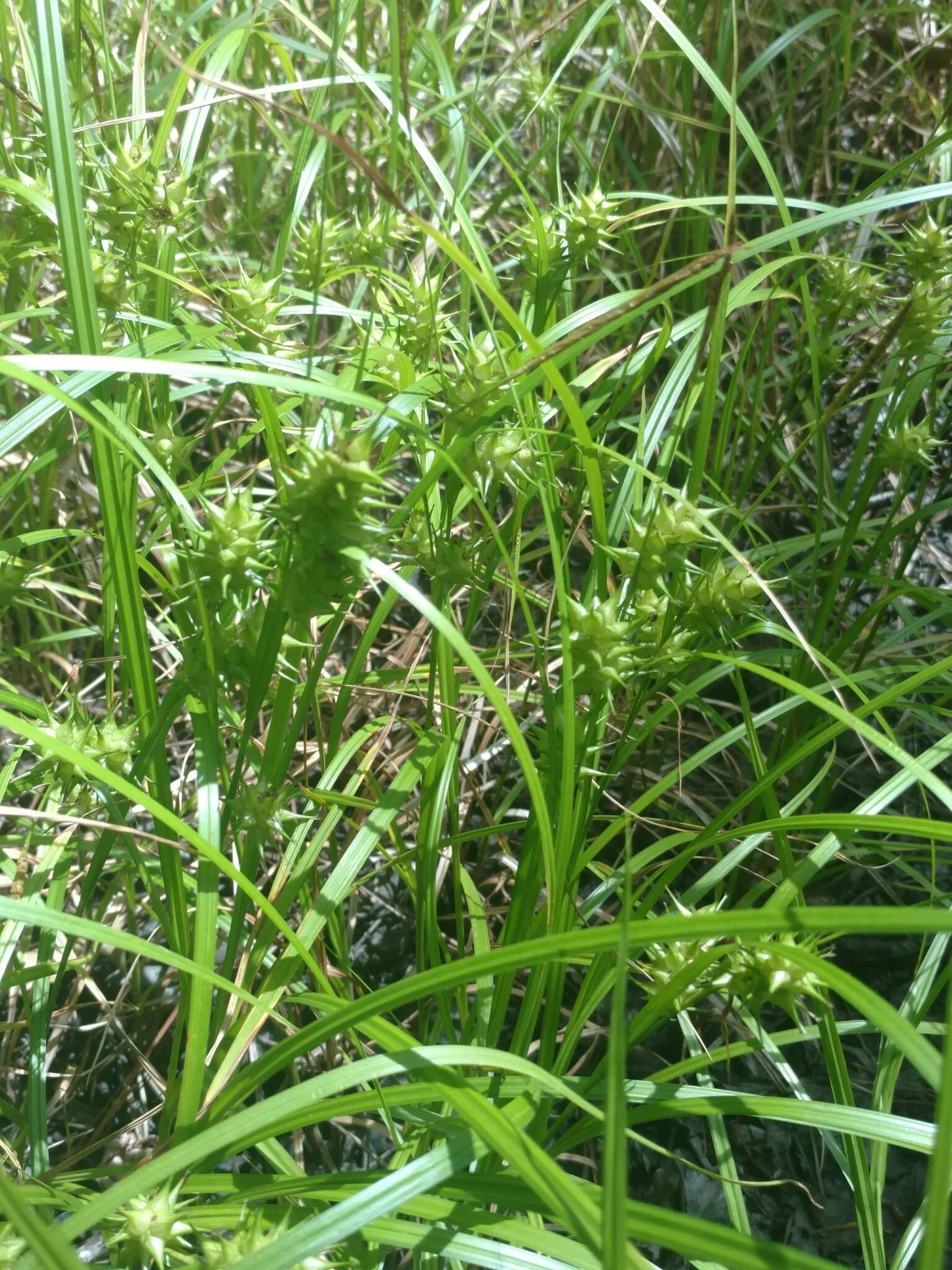 Слика од Carex louisianica L. H. Bailey