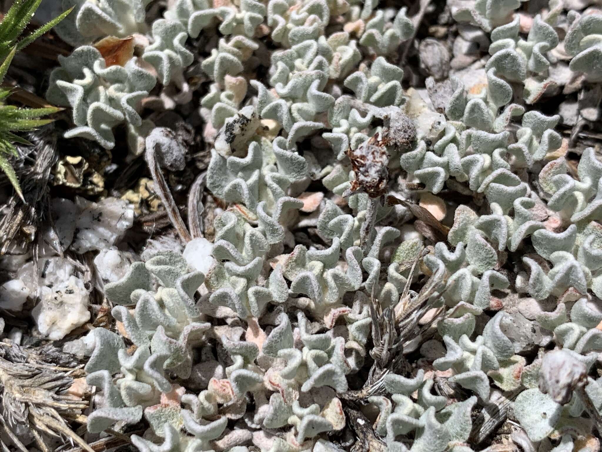 Image of cushion buckwheat