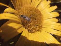 صورة Halictus concinnus Brullé 1840