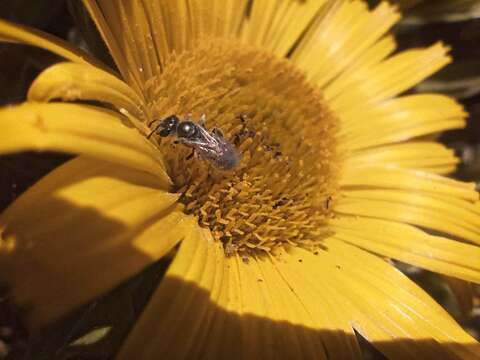 صورة Halictus concinnus Brullé 1840