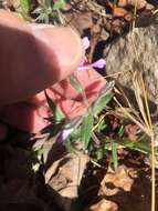 Imagem de Phlox bifida subsp. stellaria (A. Gray) Wherry