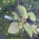 Image of Ficus padana Burm. fil.