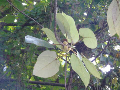 Ficus padana Burm. fil.的圖片