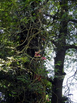 Tecomanthe dendrophila (Bl.) K. Schum.的圖片