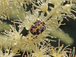 Image of carpet beetle