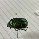 Image of emerald beetle